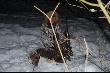 Pierwszy Baran, mojego brata! Gratuluj�. Wychodzony przez tydzie� czasu, w sniegu do pasa ale uda�o sie.