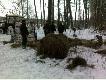 Ile jest �niegu w lesie widac po ko�ach traktora.