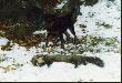 tuta m�odziutka suczka Orda , fajna by�a , zgin�a w norze 