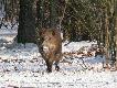 weekendowe spotkanie z dzikami :)) dzi�ki Brat 