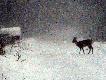 sarna w zamieci �nie�nej