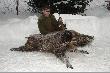 Dzik jest bardzo wychudzony. Mia� w szyi zaropia�y postrza� a i huczka pewnie wagi mu nie doda�a. Gdyby by� w szczytowej formie waga znacznie przekroczy�aby 150 kg. W tej chwili wa�y mo�e 100...