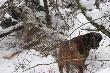 ..strzela�em do niego wczoraj o 18.50...pobieg� do pobliskiej remizki tarninowej...bez psa nie ryzykowa�em...
Dzisiaj Kama jeszcze raz dowiod�a ,�e zna si� na rzeczy...