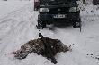 
...wycinek,  53 kg. wychudzony, chadza� sam,or� jak u loszki...strza� komorowy....