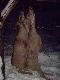 Pod koniec sezonu...........k�z i ko�lat,