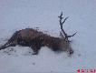 Postrza�ek,le�a� ok3 dni