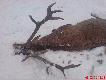 Postrza�ek,le�a� ok3 dni