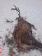Postrza�ek,le�a� ok3 dni