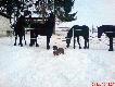 ,,Czarne Per�y ,, i ,,Flet,,