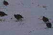 
...zdj�cia robi�em z 5 metr�w, musz� by� g�odne, nie reaguj� normalnie....