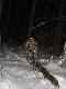 prezo - to byla Noc D�ugich No�y  - Kolega  te� dzi� ody�ca upolowa� :-))