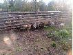 Wi�ksze w zagrodzie. Te mie�ci�y si� jeszcze pod ogrodzeniem :)
