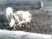 Ten oto pan potrafi� by� agresywny...
