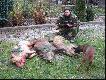 Pierwszy tryplet dzik�w 12-12-2009 w tym 2 krase