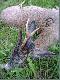 Niebezpieczny! Mocny w tuszy szydlarz ale m�g� dziurawi� inne takim ��d�em ehhh Szyd�o 29cm d�ugo�ci!