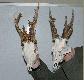 11.02.2010 Wycena medalowa Wroc�aw