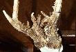 Najciekawszy i zarazem z�otomedalowy rogacz z wyceny medalowych we Wroc�awiu 11.02.2010