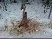 Sobotnie atrakcje przy dokarmianiu i obchodzie obwody - by�a wi�c akcja cztery �apy razy kilka :-(