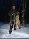 Stary pies, pozyskany na wab (predator call), strza� ze �rutu "1" 20/76 na 40 m, 14.02.2010 r.