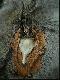 Strzelony w sierpniu  1995 r. Wiek 9 lat. W tle
bia�oruski basior z 1992 r.