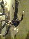 Byk strzelony w czasie rykowiska 28 wrze�nia 2009r.
Szacowany wiek 6-7 lat. Waga ok. 7kg. 
Naro�l wychodzi z r�y.