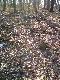 Trop w pe�nym Galopie