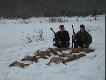 Liski strzelone przez 7 dni. 3strzelone na wabik pozostale 4 w stogach z pieskami. Darz B�r