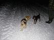 M�j Azor i Gaja forumowego Hocia