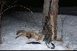 Amatorka zaj�czego mi�sa. Kaliber 5,6x52R. Liszka po komorowym strzale zosta�a w ogniu. 
