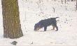 nowy towarzysz �ow�w. Max :) w wieku 5-ciu miesi�cy
