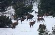 Chmara kt�r� spotka�em w ostatni weekend,troch� nie pasuje tutaj szpicak w scypule