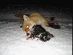  Alette - jeszcze  jedna fotka lisa  killera  kot�w - sleep with one eye open :-)