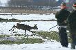 Z trzcin startowa�y nie tylko ba�anty... 