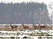 Jak zejd� to trzeba przejrze� t� zielon� trawk� - byk z jedn� tyk� to 14-tak.