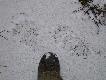 W jednym z miot�w byl misio ale nie dane bylo mi go zobaczy� m�wiono ze byl niedu�y. Na pami�tk� zosta�a fotka jego trop�w (ja nosz� buty nr42) .