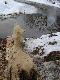 B�br z pasj� - w wolnych chwilach sobie rze�bi :)