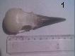 Rodzaj Corvus por�wnanie czaszek
Zdj�cia robione telefonem st�d nie najlepsza jako��.
1 Corvus frugilegus
2 Corvus corax
Zaznaczam �e obydwa ptaki znalaz�em martwe 