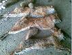 Si�dmy, �smy, dziewi�ty w sezonie 2009/10