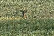 Wspomnienie lata. Kt�rego?A  kto to pami�ta... .