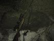 27.02.2001.godz. 20.55 By� jednym z kilkunastu w ca�ej watasze, by�o ich oko�o 30 szt. rozproszy�y si� na ca�ym polu. no i bam... na komor� 