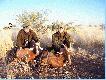 Namibia2006-Ja i m�j kolega Dima i 2 blesbocki