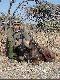 Gnu bia�oogoniaste