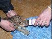 Locha poleg�a pod samochodem