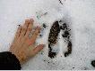 Ci�gle gdzie� s� tropy i �lady ich bytno�ci - �osie.Czy wr�c� na dobre do naszych �owisk?Zdj�cie z dzisiejszego spaceru.