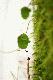 Oxalis acetosella. We �nie.