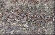 14.03.2010. 2,45kg na �wie�o. Wysz�o mi, �e byk m�g� mie� 174pkt CIC.