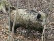 ale� mia�em stracha jak Gaja nagoni�a go 3m odemnie