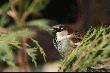 Wr�belek jest ma�a ptaszyna,
wr�belek istotka niewielka,
on brzydk� stonog� poch�ania,
lecz nikt nie popiera wr�belka.

Wi�c wo�am: Czy� nikt nie pami�ta,
�e wr�belek jest druh nasz szczery?!

Kochajcie wr�belka dziewcz�ta,
Kochajcie do jasnej cholery!
K.I.G.

Kochamy... ;-)