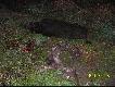 Poprzedniego wieczoru inny my�liwy strzeli� koz� kt�ra posz�a w kukurydz� po nocnej wizycie dzik�w niewiele z niej zosta�o. Nast�pnego wieczoru zasiad�em na ambonie i w nocy strzeli�em tego dziczka kiedy chrupa� sobie resztki. Te dziki to prawdziwe �winie wszystko zjedz�