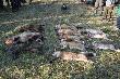 Pokot po polowaniu Hubertowskim listopad 2009
